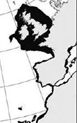 Mustelus mustelus_03.jpg